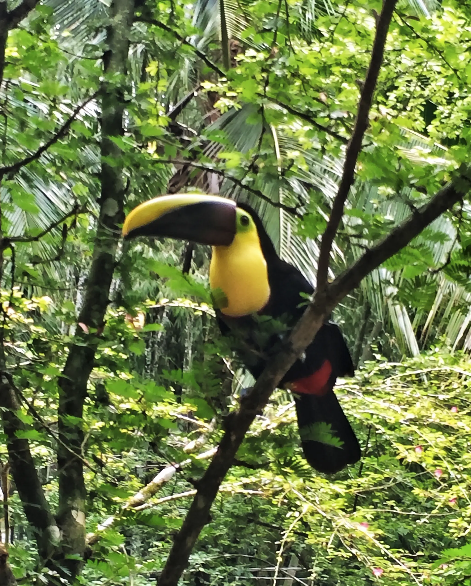 Keel-billed toucan in Costa Rica