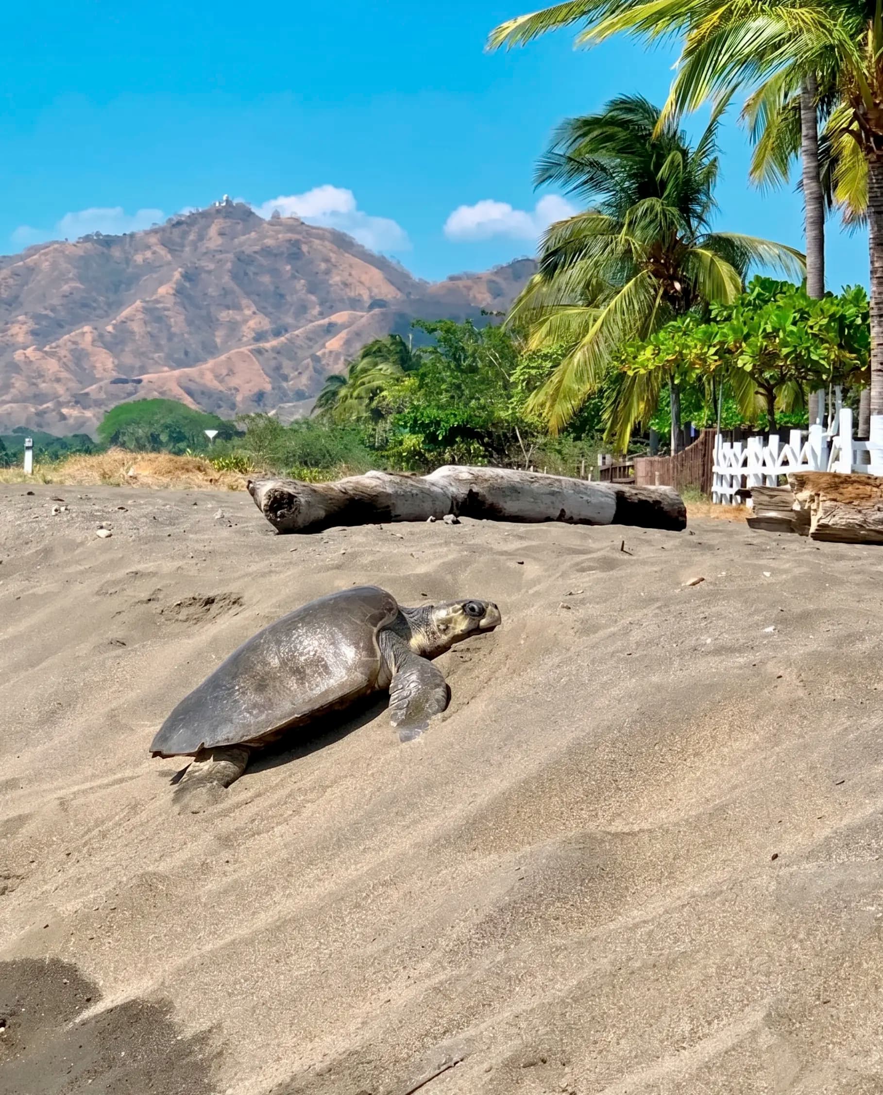 Sea turtle on Potrero Beach, Costa Rica