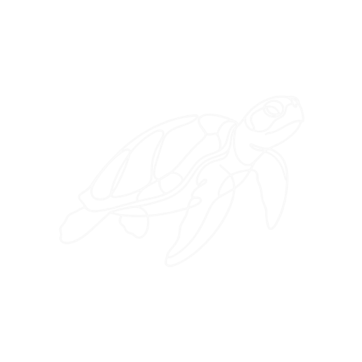 Tito the olive ridley sea turtle